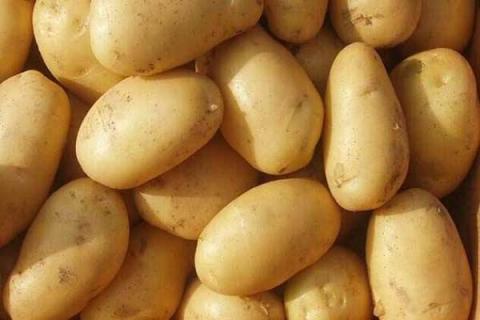 如何种土豆又大又多 土豆开花多久成熟