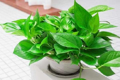 叶子像桃心的绿色植物是什么 叶子像桃心的绿色植物是什么树