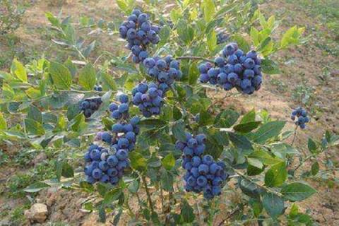 蓝莓用硫酸亚铁的方法 怎么施用效果好