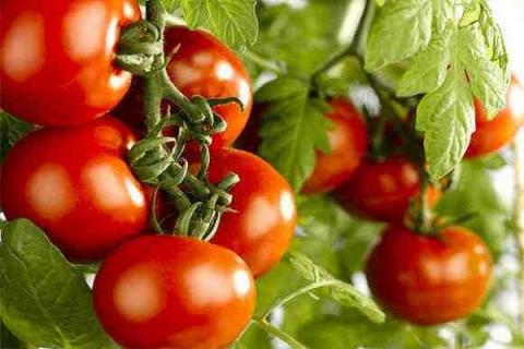 温室大棚1亩西红柿产量 西红柿种植注意事项
