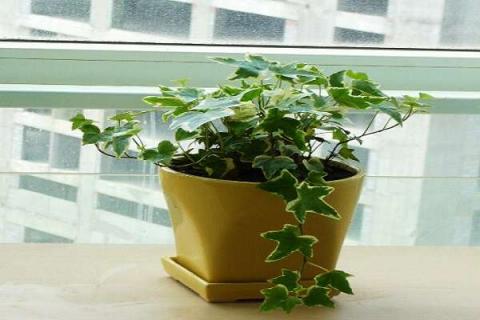 什么植物可以帮助去除甲醛 什么植物可以去除甲醛?