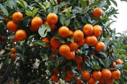 砂糖橘树种植方法 砂糖橘树种植方法图片