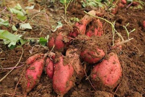 红薯用什么复合肥高产 施肥量是多少