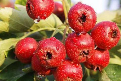 红山果是什么植物 有哪些功效作用