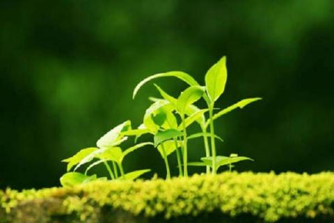植物生长的六大条件 植物生长素有用吗