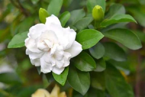 栀子花从下往上黄叶是怎么回事 栀子花从底往上黄叶怎么回事