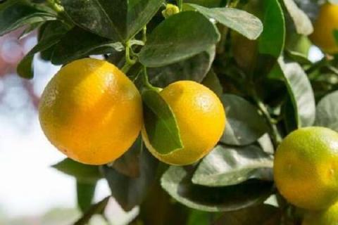 柑子吃多了是上火还是去火 柑橘子吃多了会上火吗