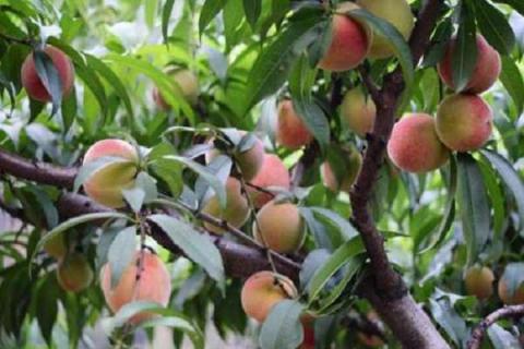 桃树亩产量一般多少斤（桃树亩产量一般多少斤卖多少钱）