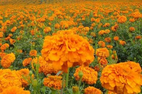 叶黄素什么时间吃最好吸收（叶黄素什么时间吃好?）