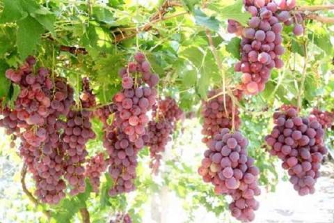 适合南方庭院种植的葡萄品种有哪些 适合南方庭院种植的葡萄品种有哪些呢