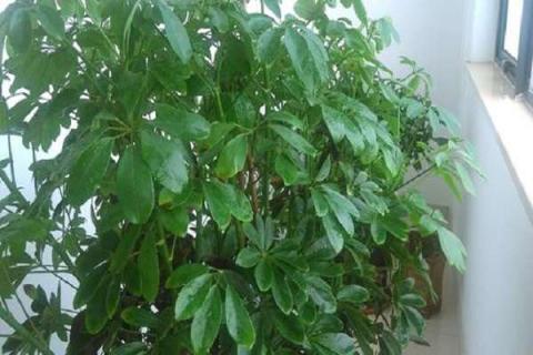 新店开业送什么盆栽植物比较好 新店开张送什么绿植好