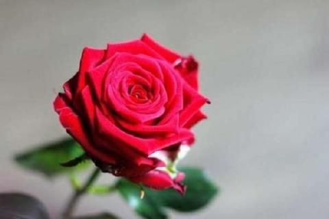 玫瑰是什么植物 麝香玫瑰是什么植物