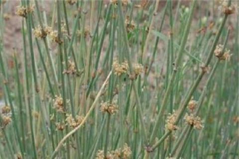 什么植物中含有麻黄碱 哪些植物含有麻黄碱