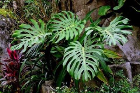 常见的室内大叶植物有哪些 常见的室内大叶植物有哪些种类