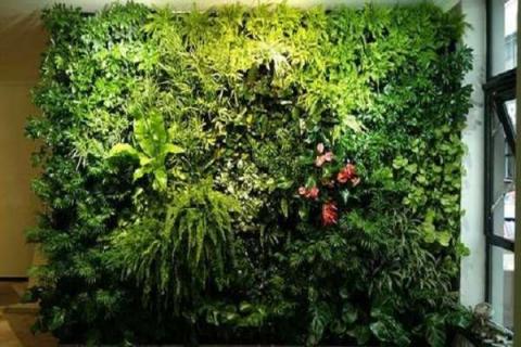 上海植物墙哪家好 用什么样的植物好