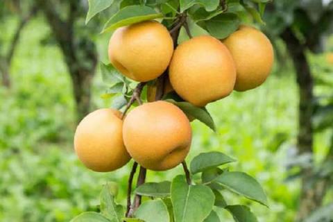 梨的成熟期是几月（梨的成熟期是几月 有哪些常见品种）