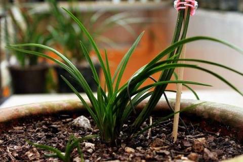 花根生虫子怎么办（花根部生虫子了怎么办）