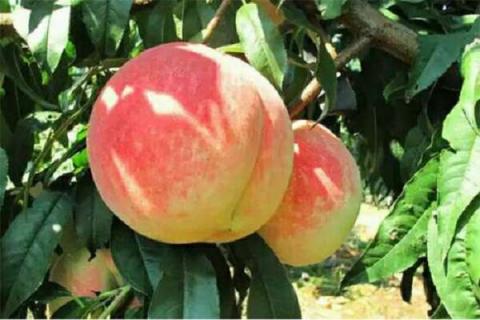 桃树几年挂果 核桃树挂果少的原因