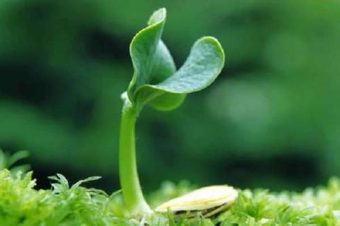 种子发芽需要什么必要条件（种子发芽需要的条件必须具备什么）