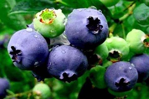 蓝莓怎么洗 蓝莓怎么洗才干净放心吃