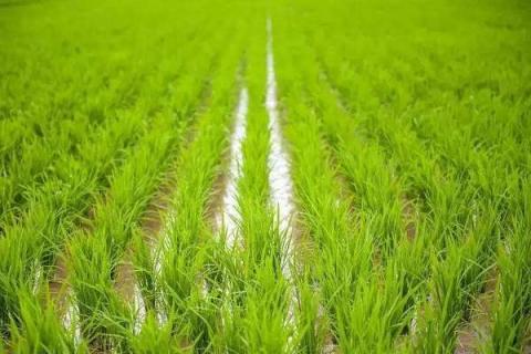 水稻秧苗怎么培育 水稻秧苗怎么培育全过程