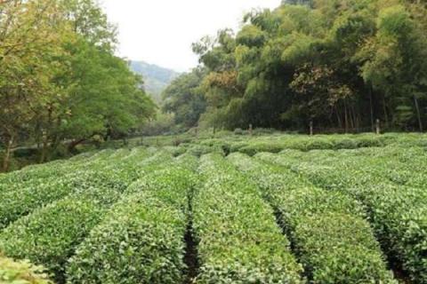 茶叶树的栽培与管理方法 浇水施肥注意事项