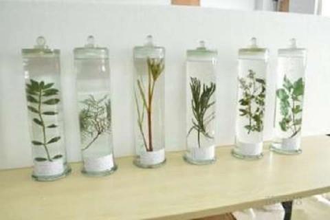 植物标本怎么做（植物标本怎么做简单又好看）