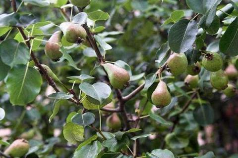 梨树管理与施肥技术 不同时期梨树应施什么肥
