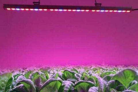 LED植物生长灯真的有用吗（led灯 植物会长吗）