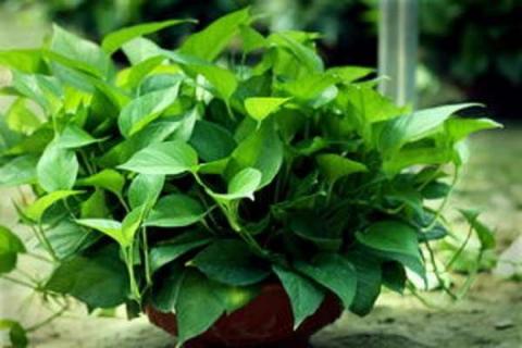 绿萝的花盆里长白毛了怎么办 绿萝花盆里老长一些白色的东西