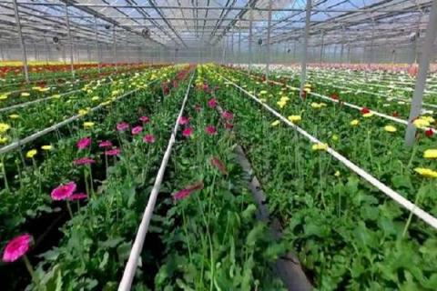 花卉大棚投资多少钱（花卉大棚投资多少钱合适）