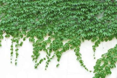 绿植墙用什么植物 绿植墙有哪些作用