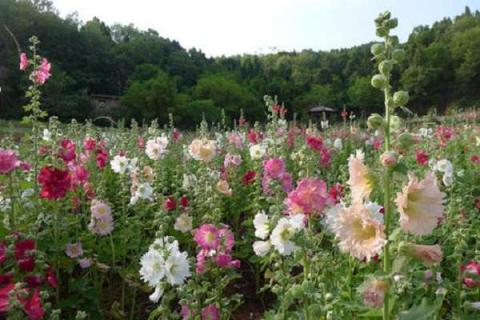 花卉种子在哪里买 各种花种子批发市场在哪里