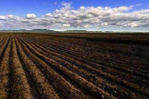 碱地用什么肥料去碱（碱地用什么改善）