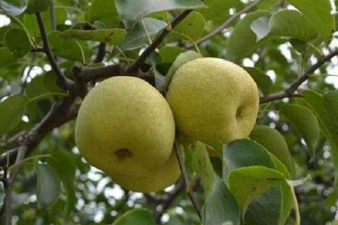 梨树管理与施肥技术 不同时期梨树应施什么肥