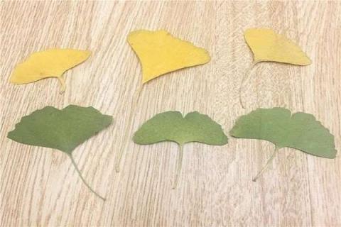 怎么制作植物标本（怎么制作植物标本简单）