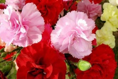 常见的绿色植物有哪些 常见的绿色植物有哪些名称