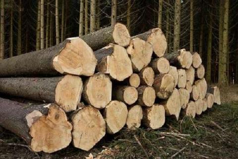 砍下的树怎么防止开裂 木材的种类有哪些
