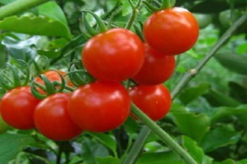 温室大棚1亩西红柿产量 西红柿种植注意事项