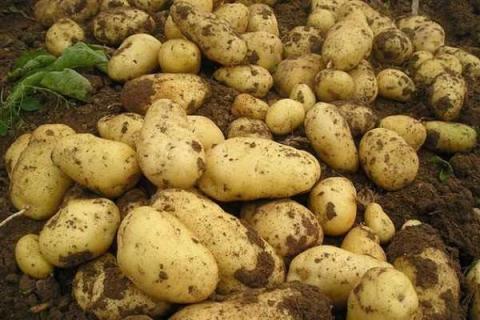 种土豆个大的秘诀 每亩产量是多少