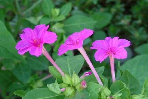 地雷花的种植方法和注意事项（地雷花学名叫什么）