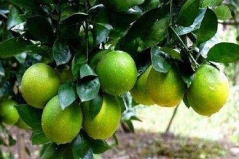 柑子是上火还是去火（柑子是上火还是清火的）