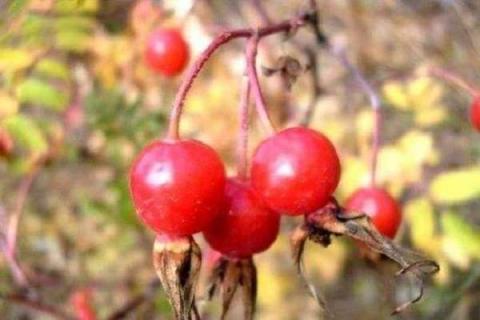 红色的酸酸的山上的野果是什么水果 红色的酸酸的山上的野果是什么水果呢