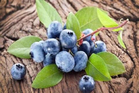 蓝莓叶子上有红色锈斑怎么补救