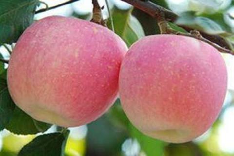 中国最贵的苹果品种 十大公认最好吃的苹果