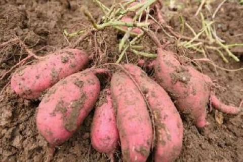 一个红薯可以育多少苗 红薯什么时候育苗