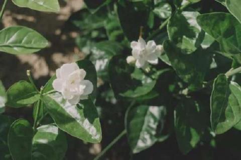 茉莉花什么时候剪枝 怎么给茉莉花施肥