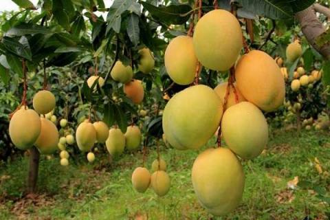 广东种植的热带水果有哪些 广东种植的热带水果有哪些种类
