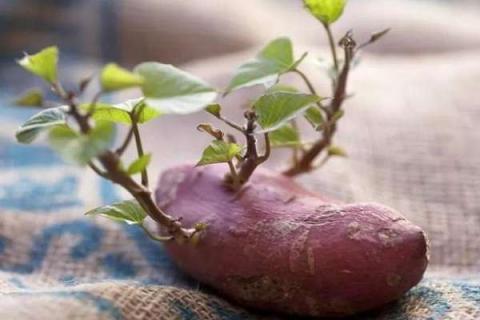 红薯绿植怎么种植 红薯绿植的种植及养护管理