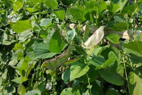 扁豆什么时候种植好（扁豆什么时候种植好吃）